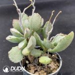 Adromischus Shell pile - Image 2