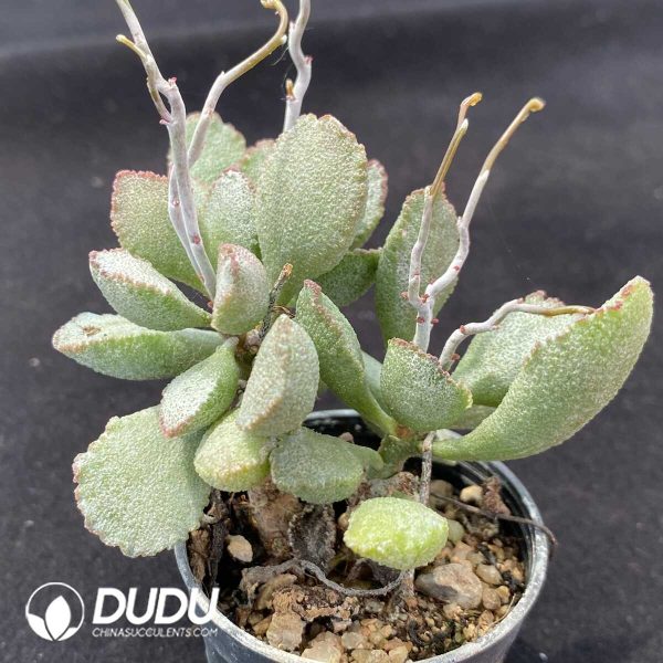 1756131093-1751013047-e202.jpg Adromischus Shell pile - Image 2