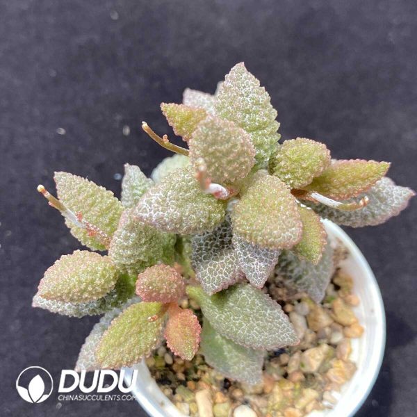 1756131098-1751013076-e201.jpg Adromischus Butter Fruit - Image 1