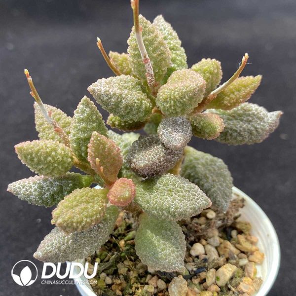 1756131100-1751013086-e202.jpg Adromischus Butter Fruit - Image 2