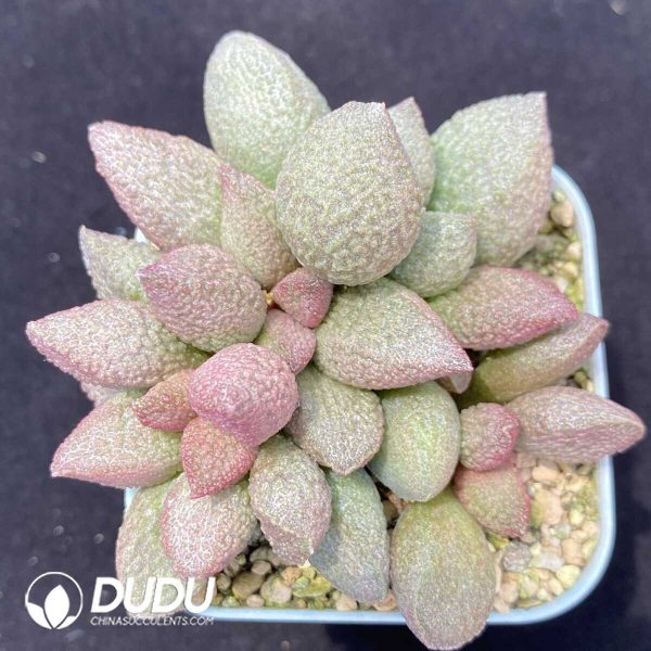 1756131101-1751013092-e201.jpg Adromischus Shakya - Image 1