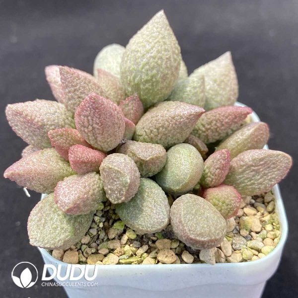 1756131102-1751013096-e202.jpg Adromischus Shakya - Image 2