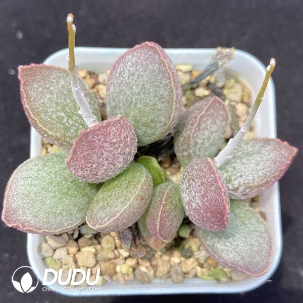 1756131104-1751013106-e201.jpg Adromischus Lingyu Pile - Image 1