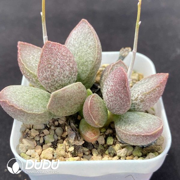 1756131106-1751013110-e202.jpg Adromischus Lingyu Pile - Image 2