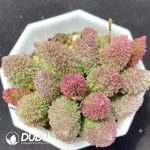 Adromischus Herrei Pile