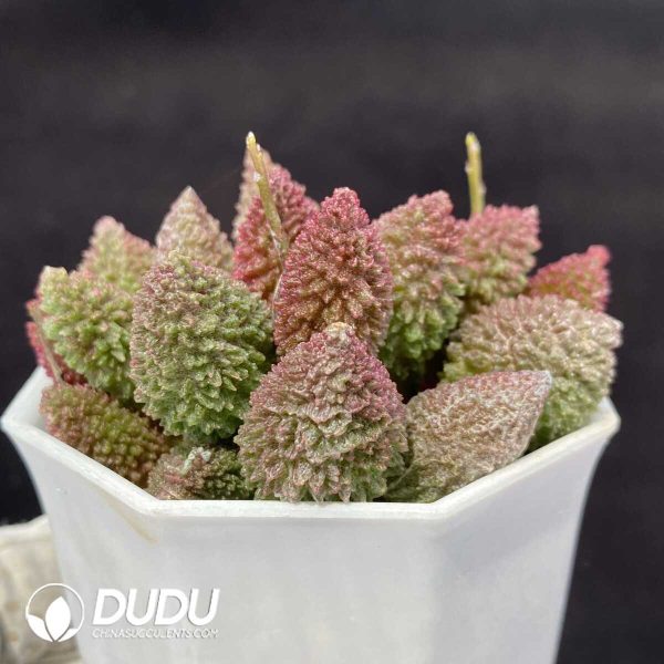 1756131109-1751013118-e202.jpg Adromischus Herrei Pile - Image 2