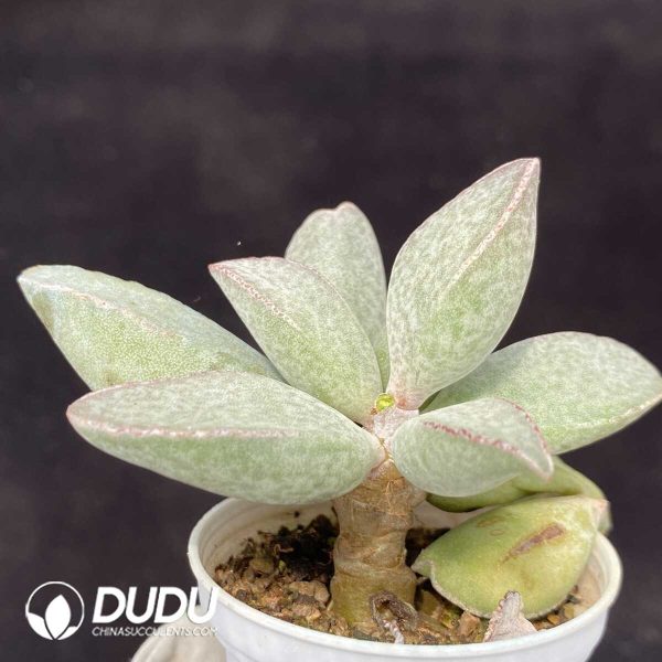 1756131112-1751013129-e202.jpg Adromischus Mango Egg - Image 2