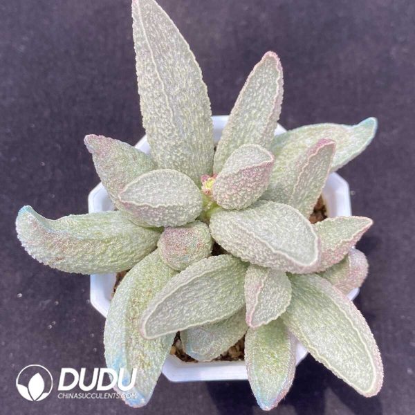 1756131113-1751013140-e201.jpg Adromischus Herrei Pink Pork Liver Big Pile - Image 1