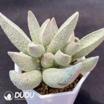 Adromischus Herrei Pink Pork Liver Big Pile - Image 2