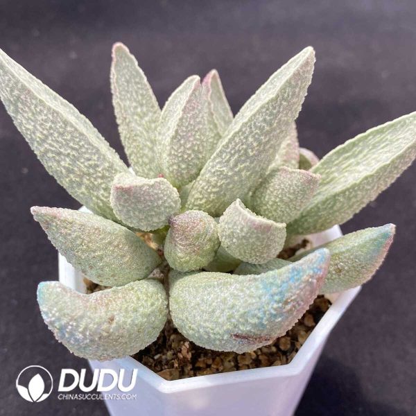 1756131115-1751013154-e202.jpg Adromischus Herrei Pink Pork Liver Big Pile - Image 2