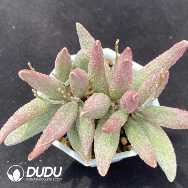 1756131116-1751013177-e201.jpg Adromischus Pure Red Big Pile - Image 1