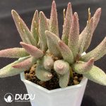Adromischus Pure Red Big Pile - Image 2