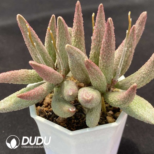 1756131118-1751013183-e202.jpg Adromischus Pure Red Big Pile - Image 2