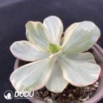 Echeveria Xiyan - Image 2