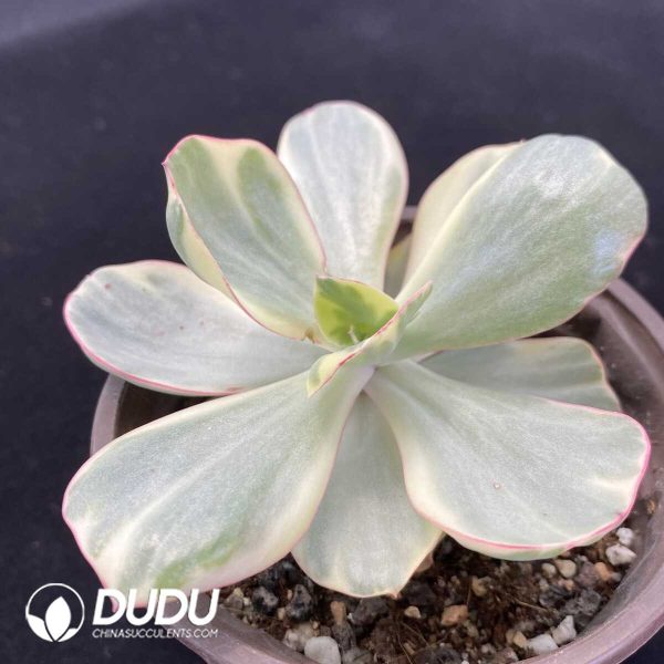 Echeveria Xiyan - Image 2