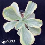 Echeveria Tornado Variegated