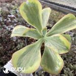 Echeveria Tornado Variegated - Image 2