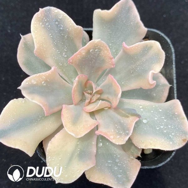 1756131126-1751013203-e201.jpg Echeveria Liberia Variegated - Image 1