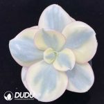 Echeveria Suyon Variegated