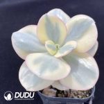 Echeveria Suyon Variegated - Image 2
