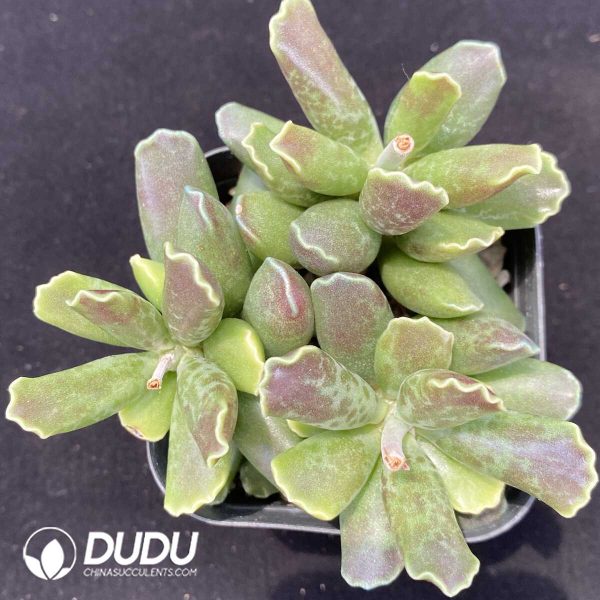 1756131132-1751013231-e201.jpg Adromischus cooperi Purple - Image 1