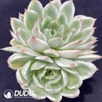 Echeveria Crystal Love Variegated Double Head