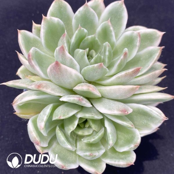 Echeveria Crystal Love Variegated Double Head - Image 1