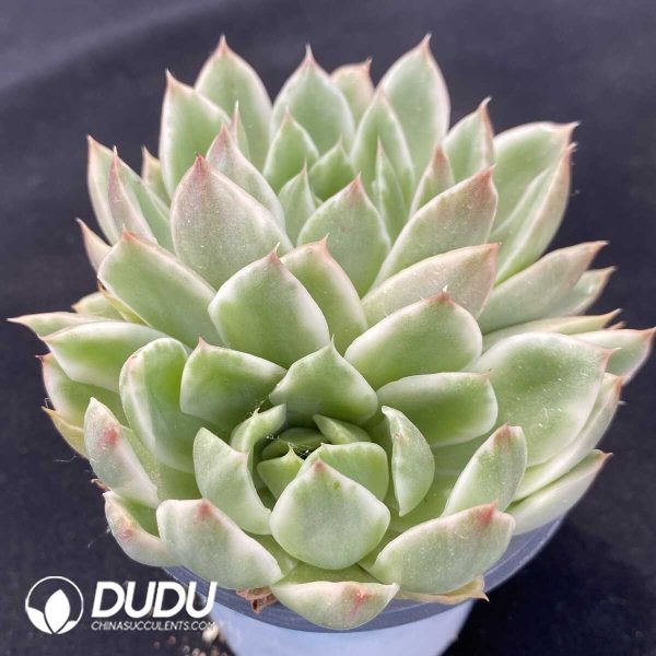Echeveria Crystal Love Variegated Double Head - Image 2