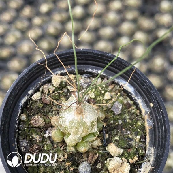 1756131139-1751013272-e201.jpg Albuca Teddy Scallion - Image 1