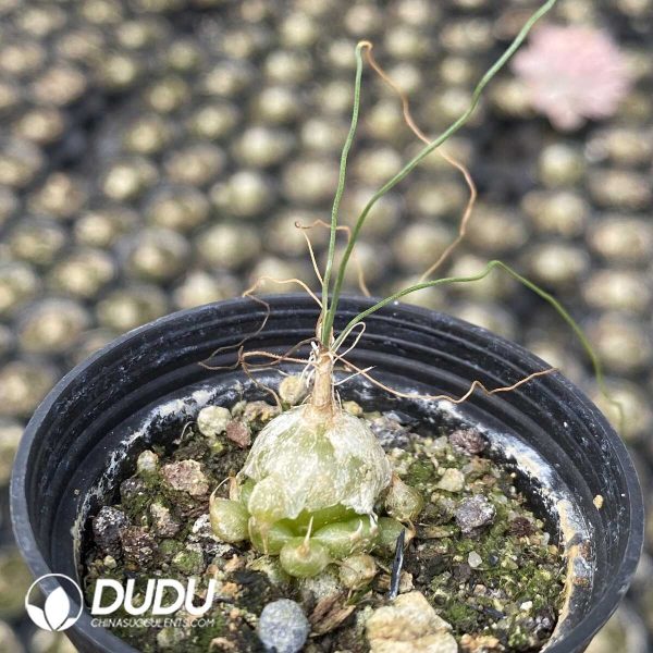 1756131140-1751013292-e202.jpg Albuca Teddy Scallion - Image 2