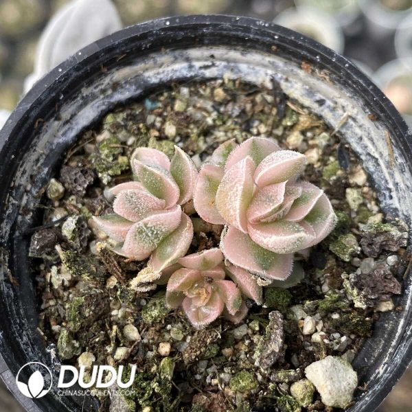 1756131142-1751013308-e201.jpg Crassula Ivory Pagoda Variegated - Image 1