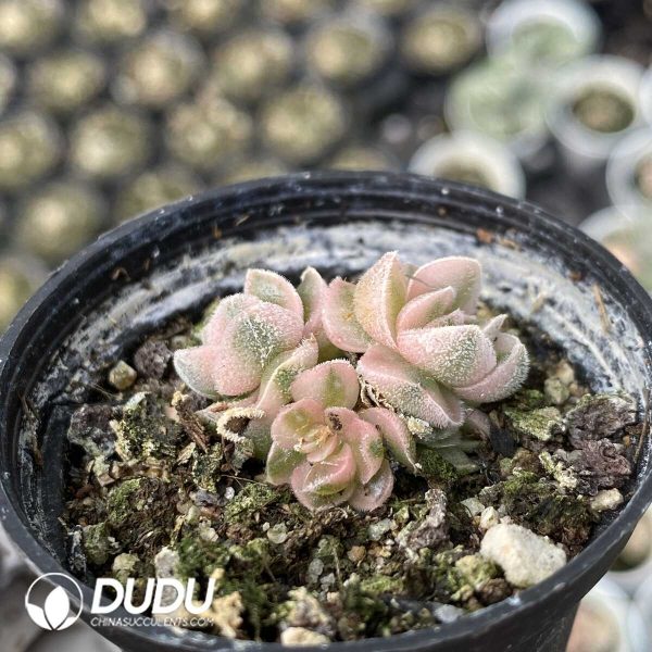 1756131144-1751013334-e202.jpg Crassula Ivory Pagoda Variegated - Image 2