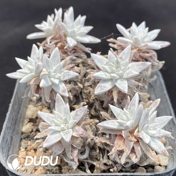 Dudleya Gnoma S.W.McCabe - Image 2