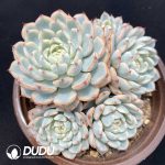 Echeveria Minima Variegated Clustering