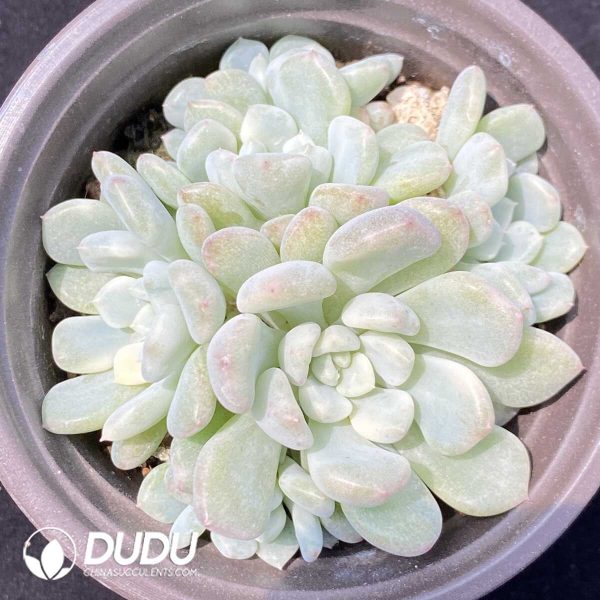 Echeveria Orange Ice Variegated Clustering - Image 1
