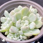 Echeveria Orange Ice Variegated Clustering - Image 2