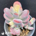 Cotyledon Orbiculata cv Variegated