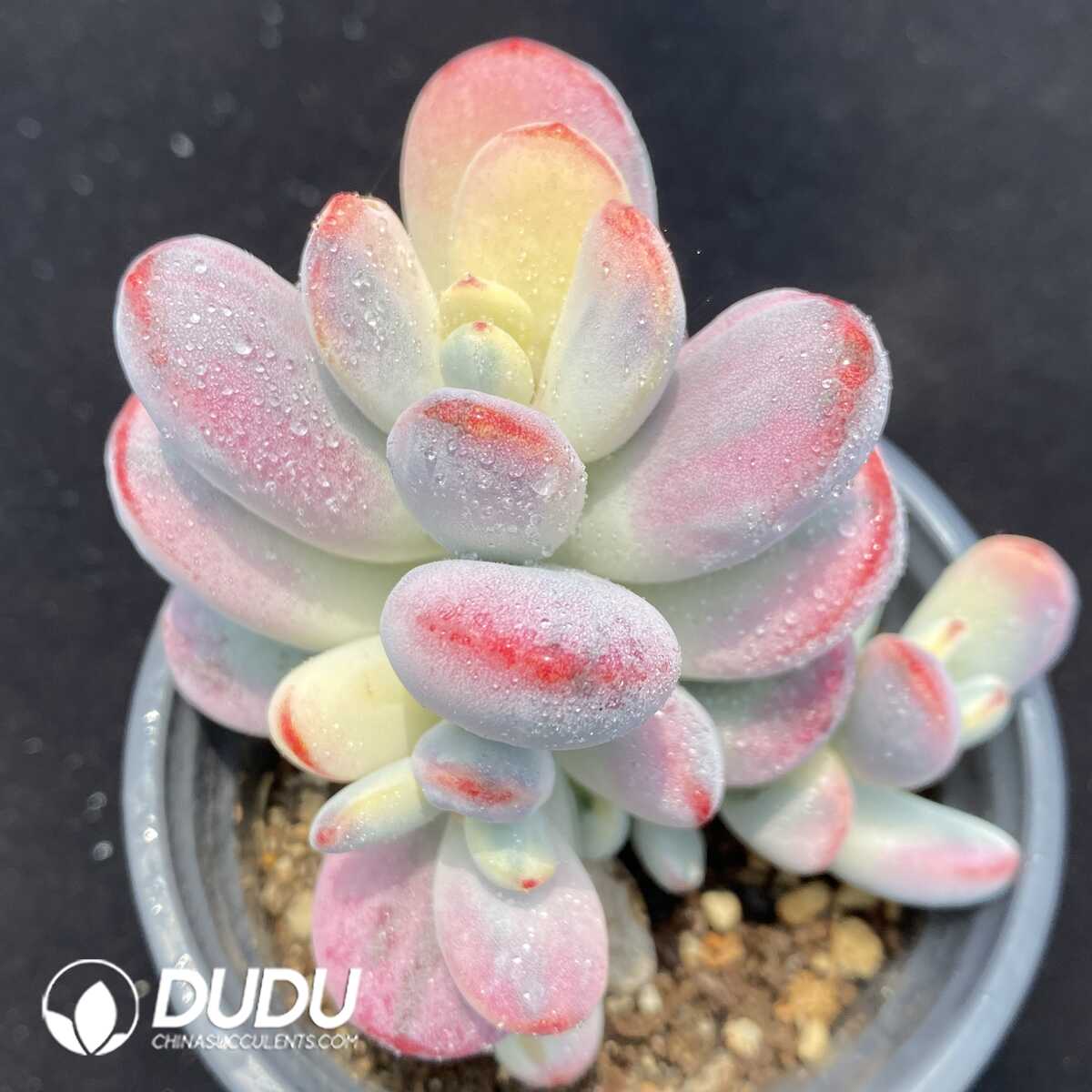 1756131158-1751013433-e201.jpg Cotyledon Orbiculata cv Variegated - Image 1