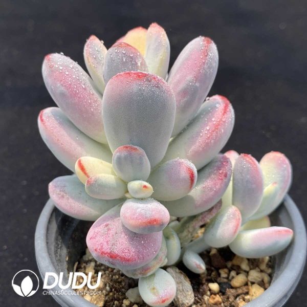 Cotyledon Orbiculata cv Variegated - Image 2