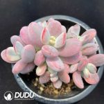 Cotyledon Orbiculata cv Variegated Clustering