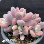 Cotyledon Orbiculata cv Variegated Clustering - Image 2