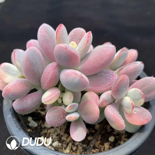 Cotyledon Orbiculata cv Variegated Clustering - Image 2