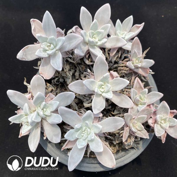 1756131167-1751013607-e201.jpg Dudleya Pauciflora Clustering(3-4 Heads) - Image 1