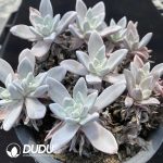 Dudleya Pauciflora Clustering(3-4 Heads) - Image 2