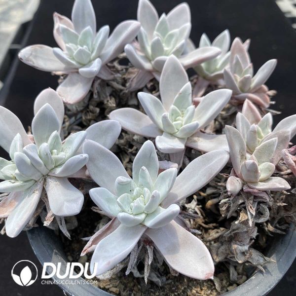 1756131169-1751013623-e202.jpg Dudleya Pauciflora Clustering(3-4 Heads) - Image 2