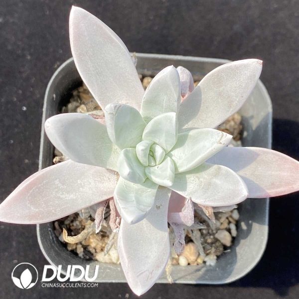 1756131170-1751013948-e201.jpg Dudleya Pauciflora - Image 1