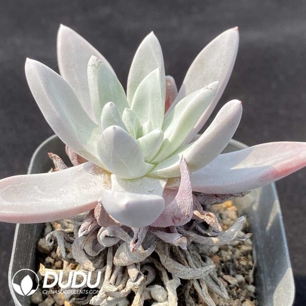 1756131172-1751013962-e202.jpg Dudleya Pauciflora - Image 2