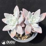 Dudleya Pauciflora Double Heads