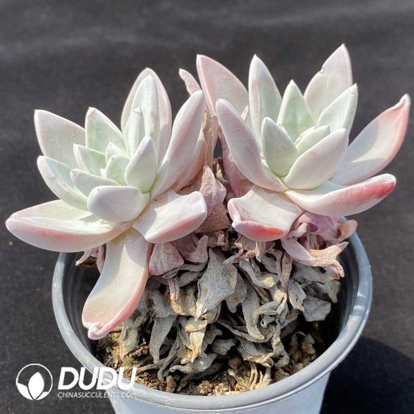 1756131174-1751013989-e202.jpg Dudleya Pauciflora Double Heads - Image 2