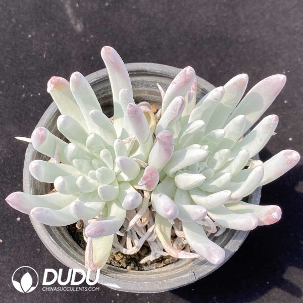 1756131179-1751014014-e201.jpg Dudleya virens ssp. hassei Double Heads - Image 1